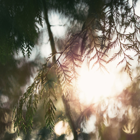 Аромат для диффузора "Заповедный лес" 500мл Christian Tortu